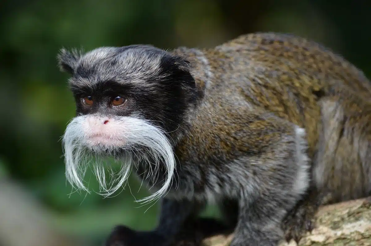 Les Dernières Avancées Scientifiques Sur Les Animaux Des Découvertes Fascinantes Sur De 7731