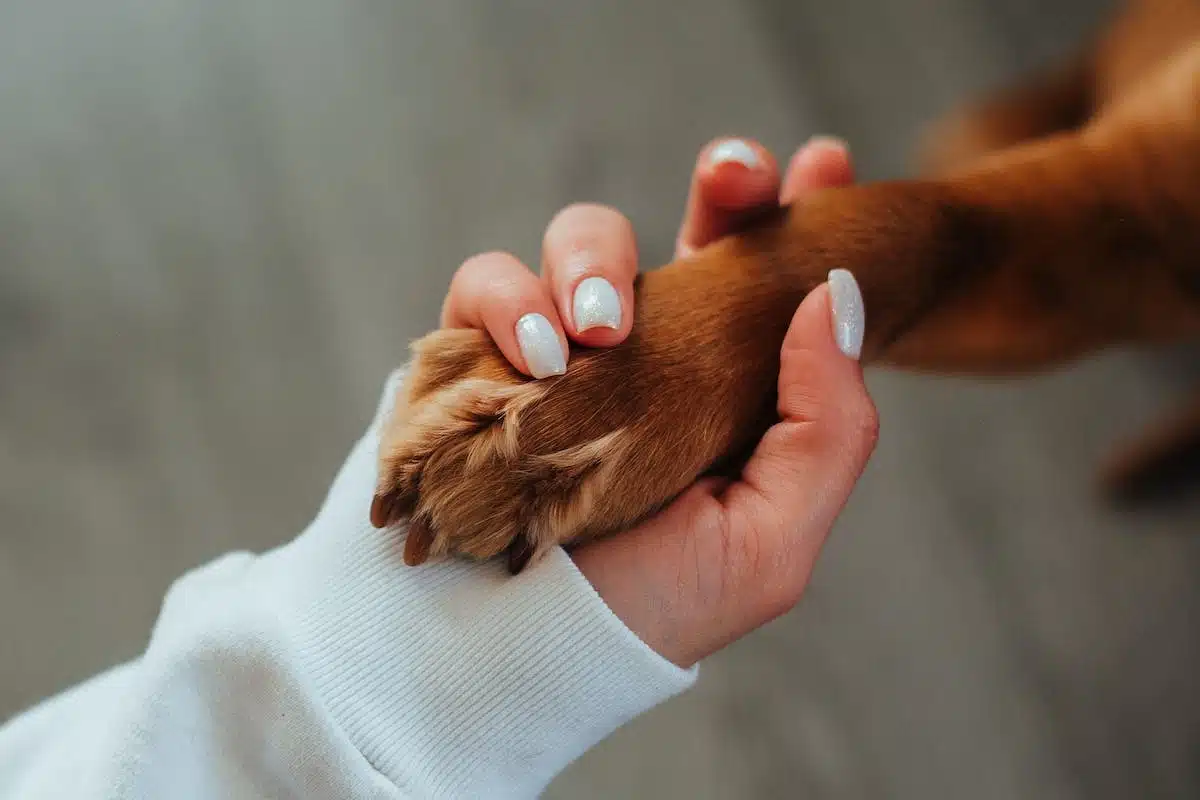 dressage chien