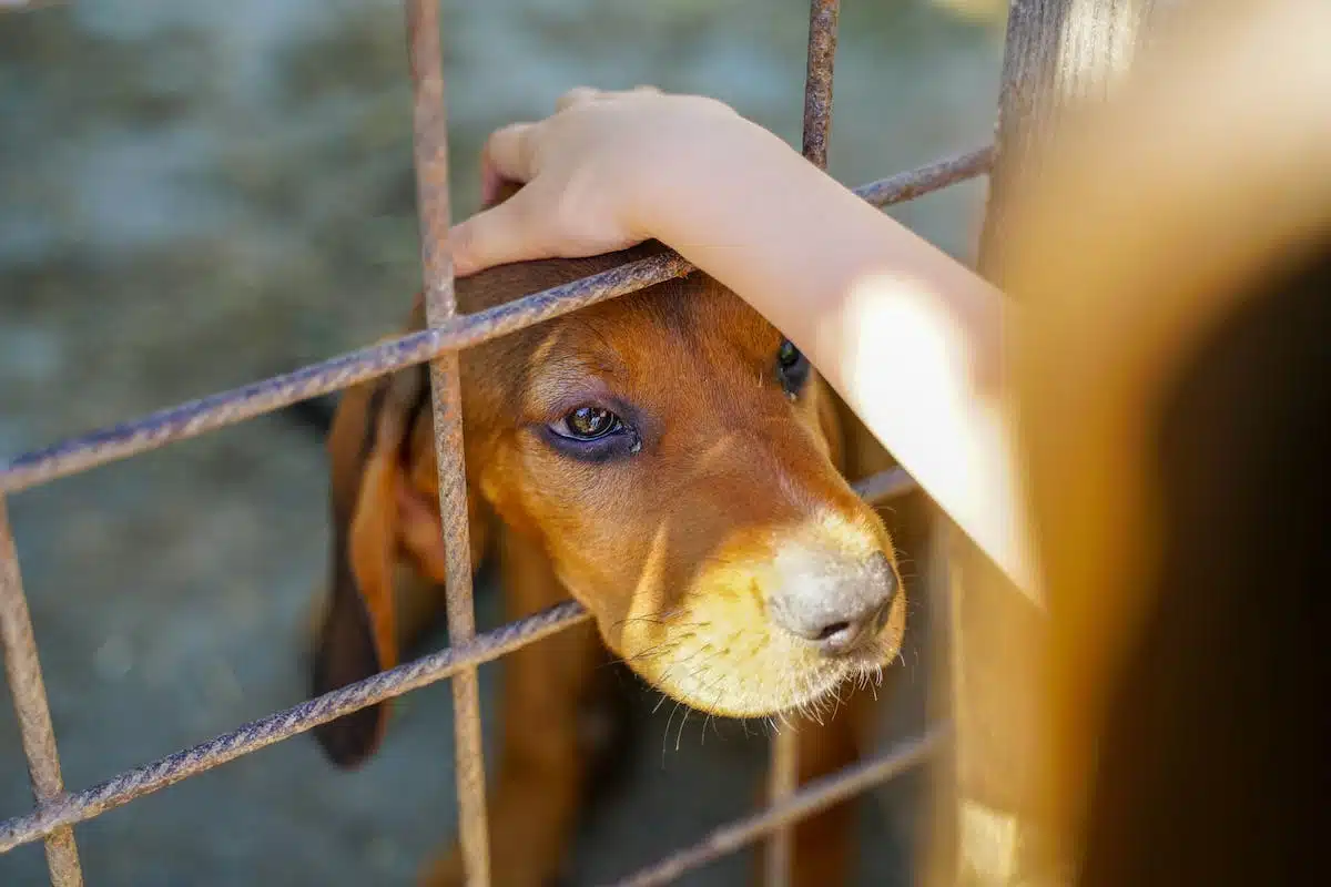 animaux  protection