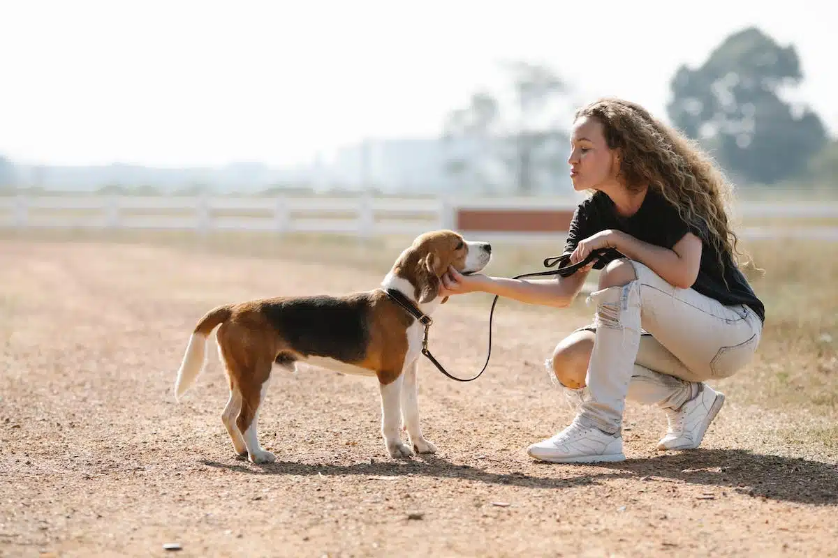 entraînement chien