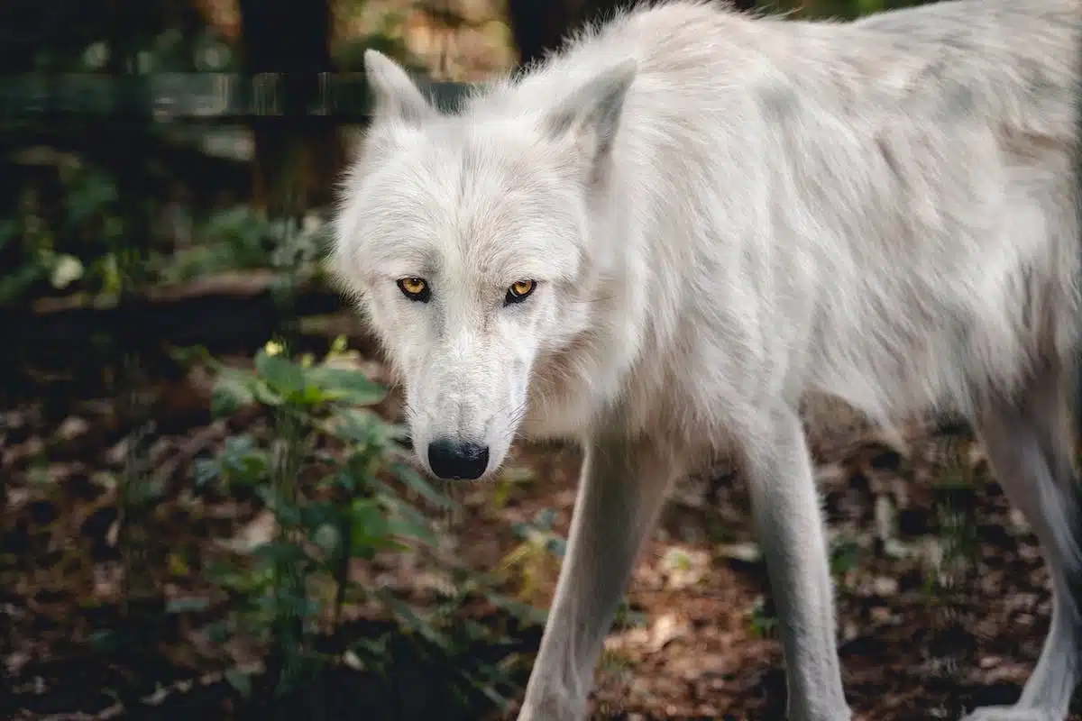 animaux mystérieux