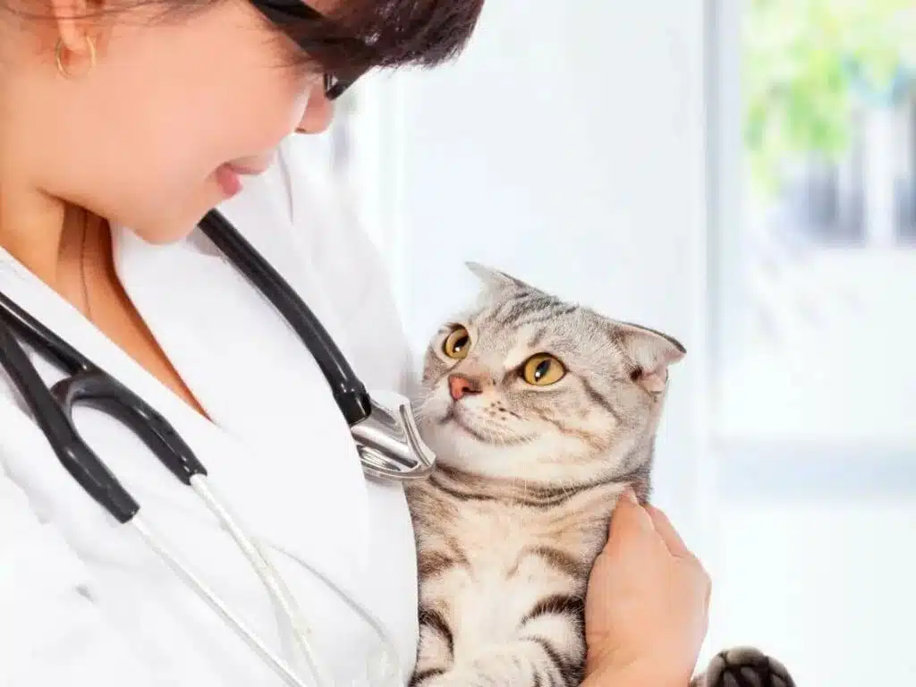 Comment soigner une infection urinaire chez le chat ?