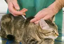 Traiter votre chat avec Clavaseptin usages et précautions