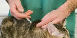 Traiter votre chat avec Clavaseptin usages et précautions